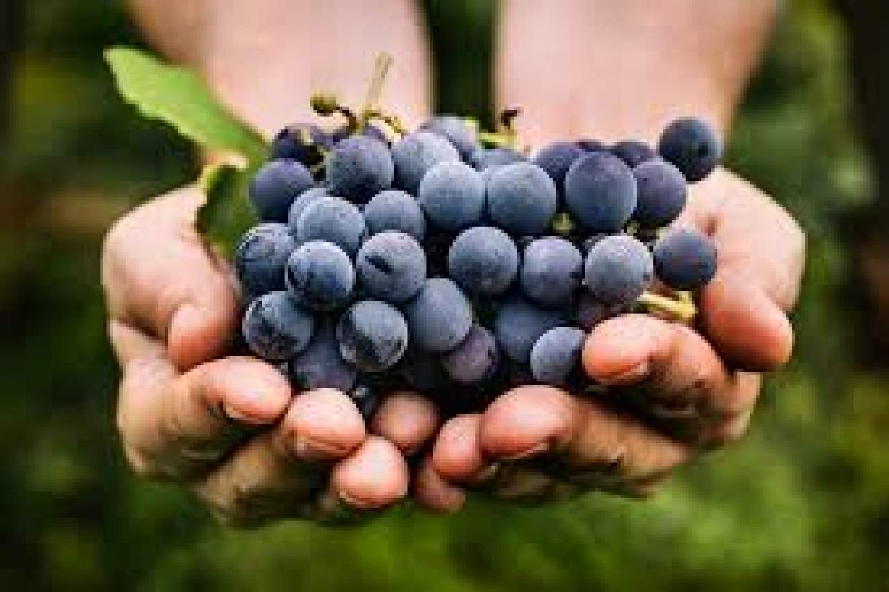 Resveratrol ¿qué es?